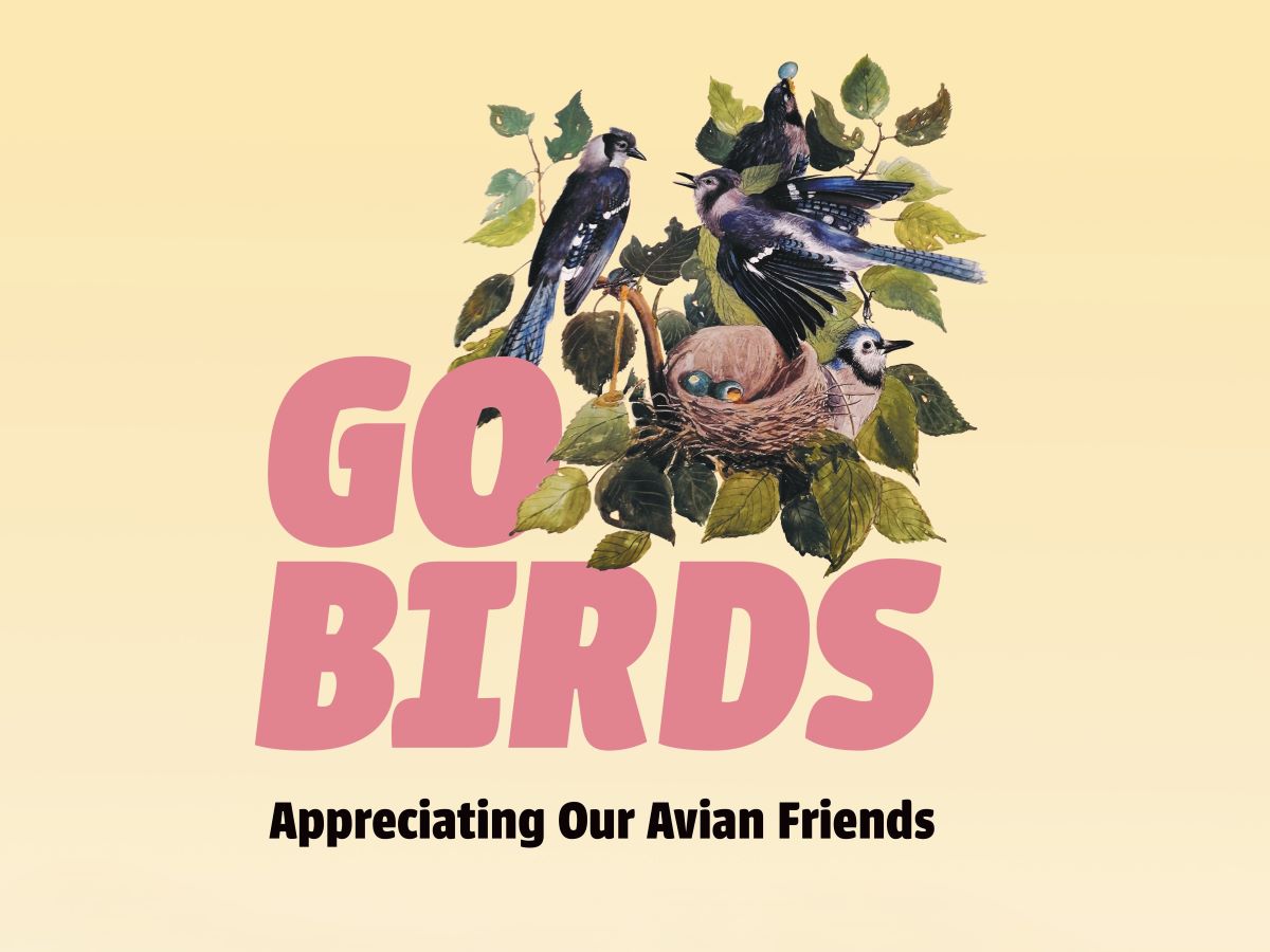go-birds-4x3